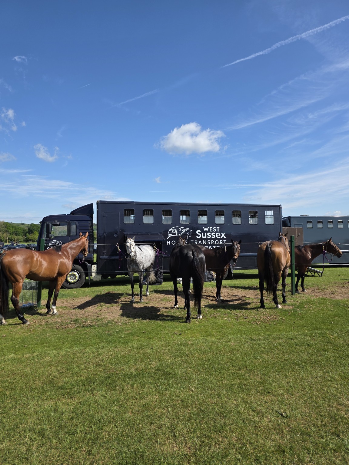 Horses beside our navy West Sussex Horse Transport lorry