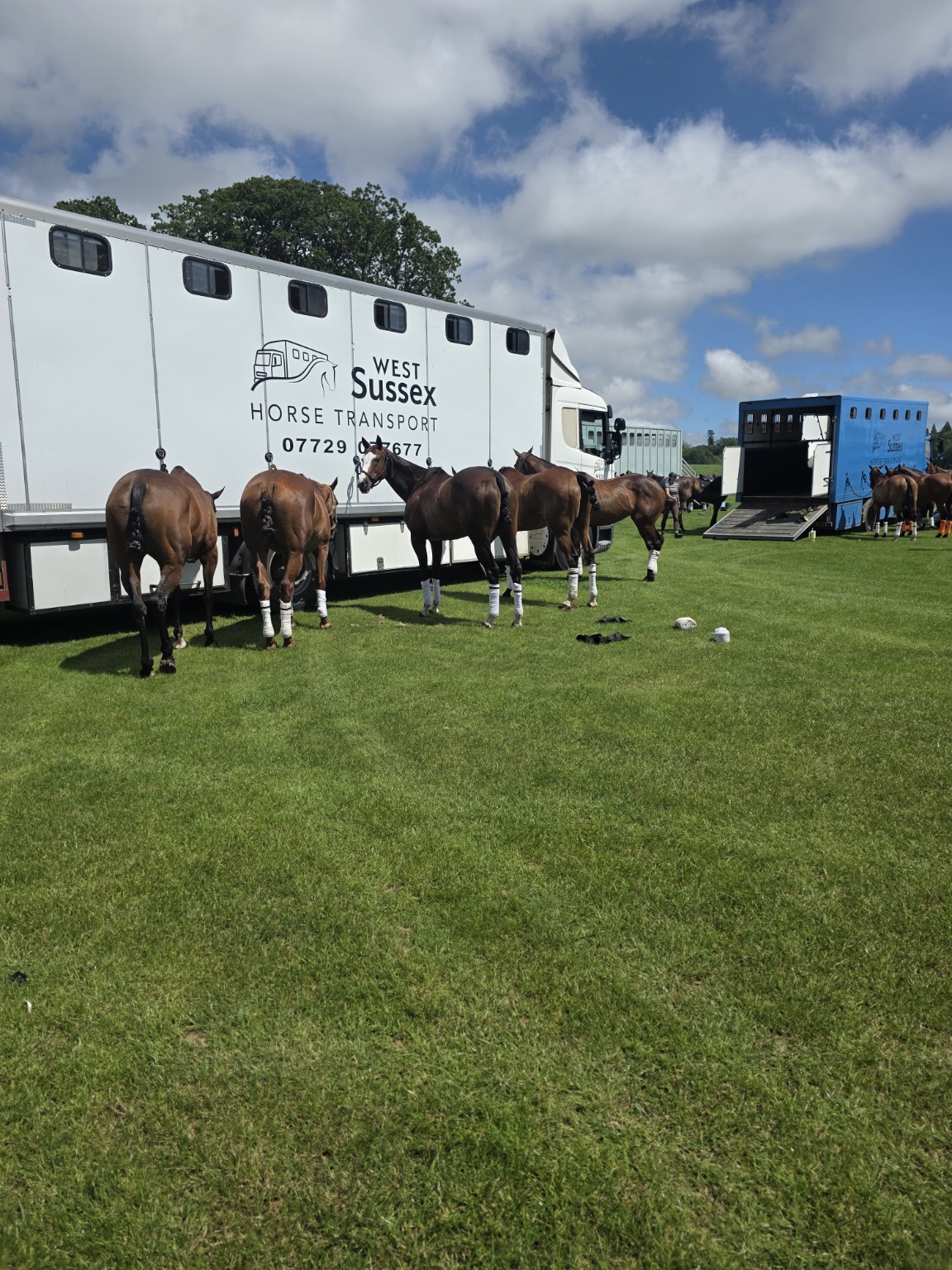 Horses beside a white West Sussex Horse Transport lorry in a field